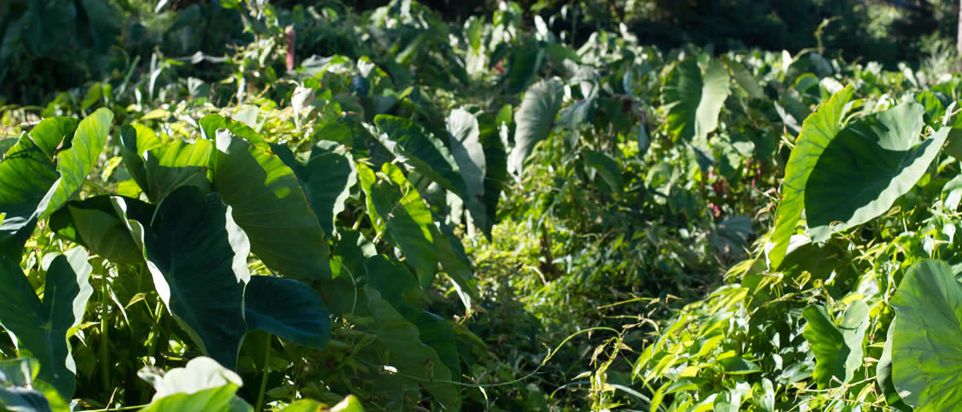 A garden on Taveuni with taro and yams intercropped